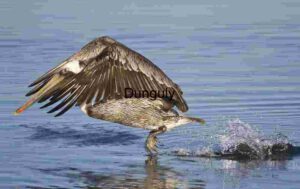 Surge into Silence: Pelican Launch from Water