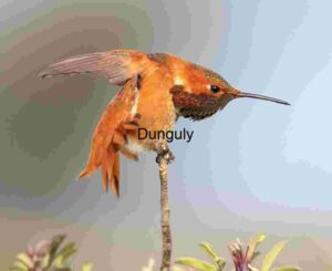 Ember Perch: Rufous Hummingbird in Morning Calm