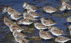 Coastal Congregation: Sandpipers in the Shallows