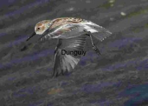 Low Sweep: Sandpiper in Search Over Water