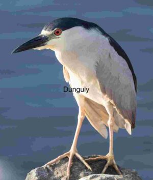 Crimson Gaze: Black-Crowned Night Heron in Focus