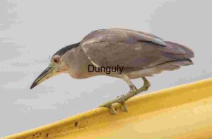 Silent Precision: Black-Crowned Night Heron on the Watch