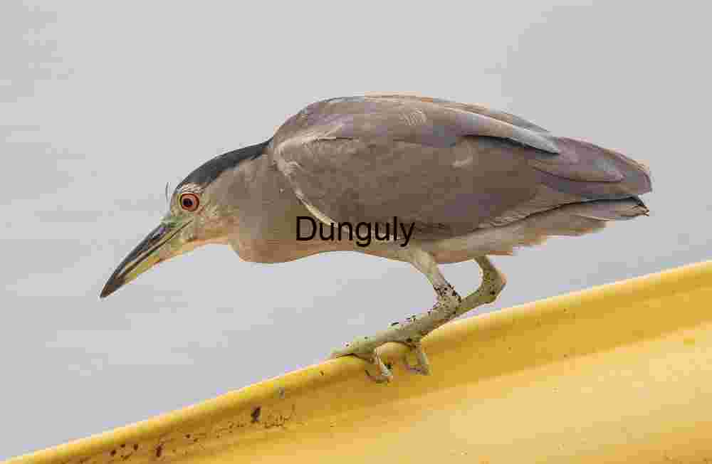 Silent Precision: Black-Crowned Night Heron on the Watch