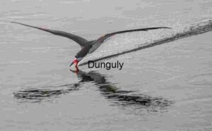 Skimming Silence: Black Skimmer in Midflight Elegance