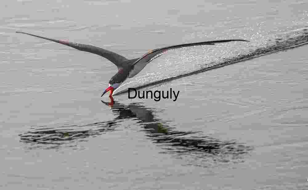 Skimming Silence: Black Skimmer in Midflight Elegance