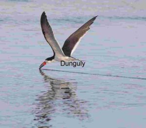 Precision Glide: Black Skimmer Cuts the Surface