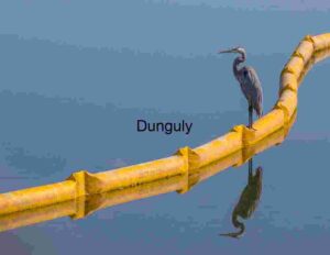 Still Waters, Silent Watch: Heron on the Line