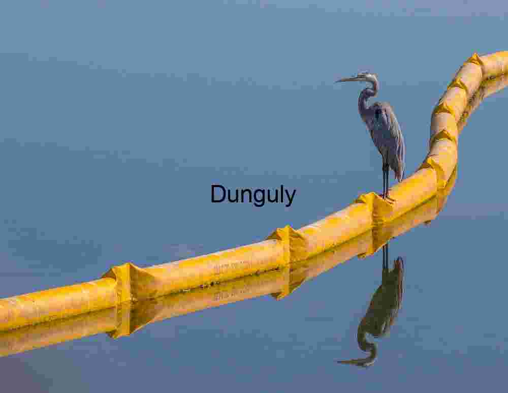 Still Waters, Silent Watch: Heron on the Line