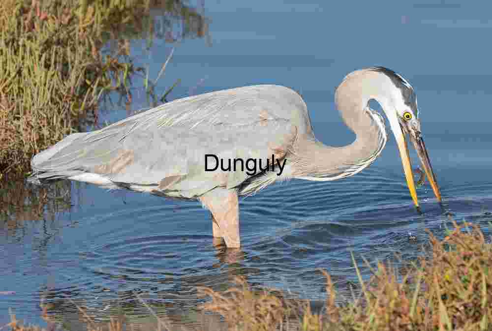 Focused Strike: Great Blue Heron in Hunting Mode