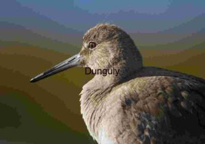 Shoreline Stillness: Willet in Focus