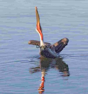 Vivid Gape: Brown Pelican in Mid-Motion Display