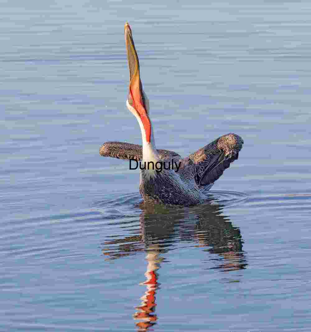 Vivid Gape: Brown Pelican in Mid-Motion Display