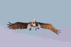 Wings of Clarity: Pelican in Open Flight
