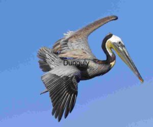 Sky Sculpted Wings: Brown Pelican in Full Glide
