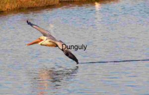 Graceful Glide: A Pelican Skimming the Water's Surface