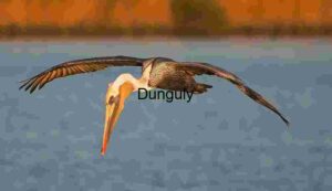 Horizon Spread: Pelican Above Golden Shore