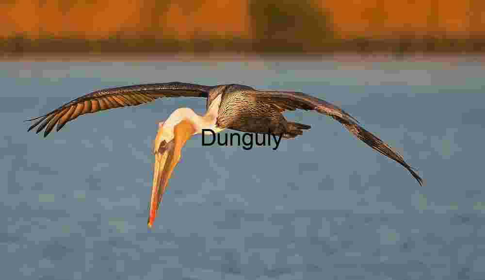 Horizon Spread: Pelican Above Golden Shore