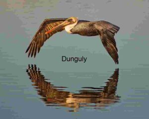 Mirror Glide: Pelican in Aerial Harmony