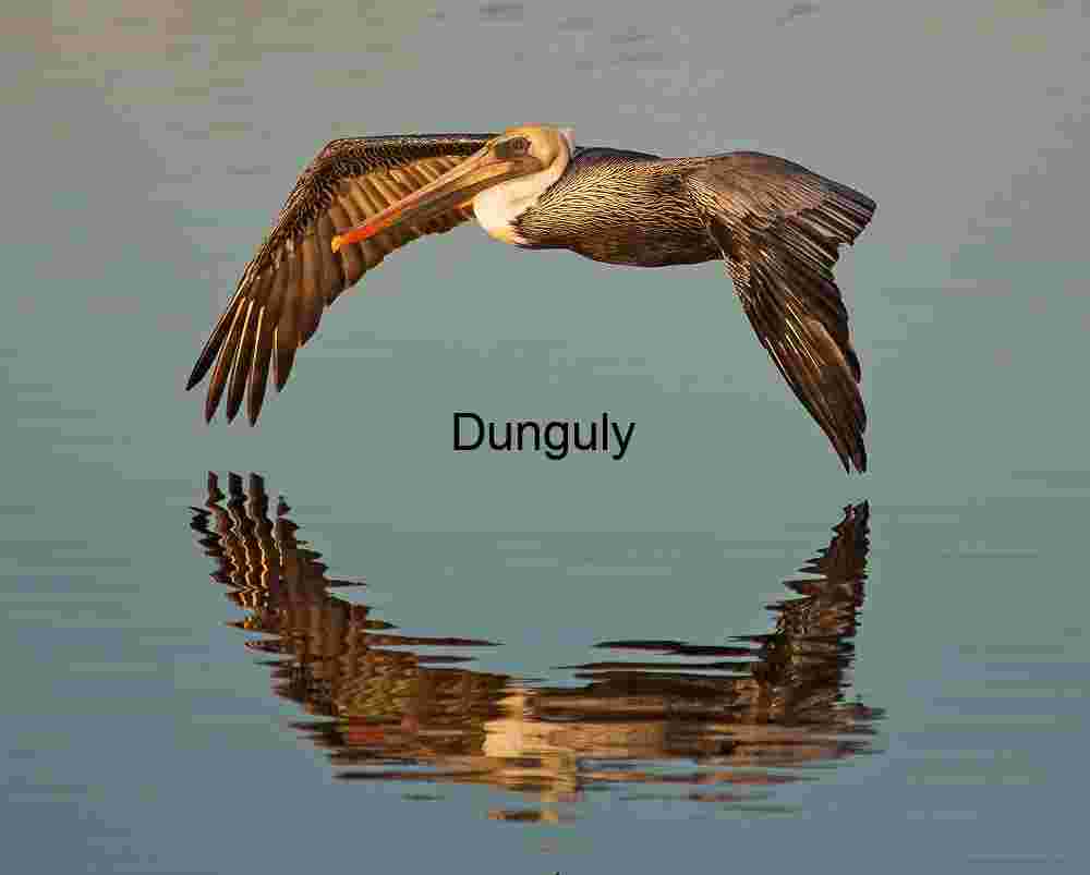 Mirror Glide: Pelican in Aerial Harmony