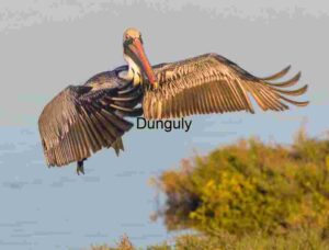 Aquatic Trajectory: Brown Pelican Over Marsh Waters