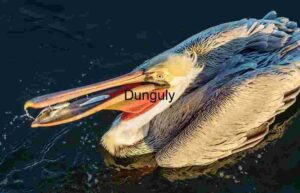 Sudden Snatch: Pelican’s Precision Catch in Motion