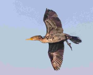 Skybound Silence: Cormorant in Aerial Precision