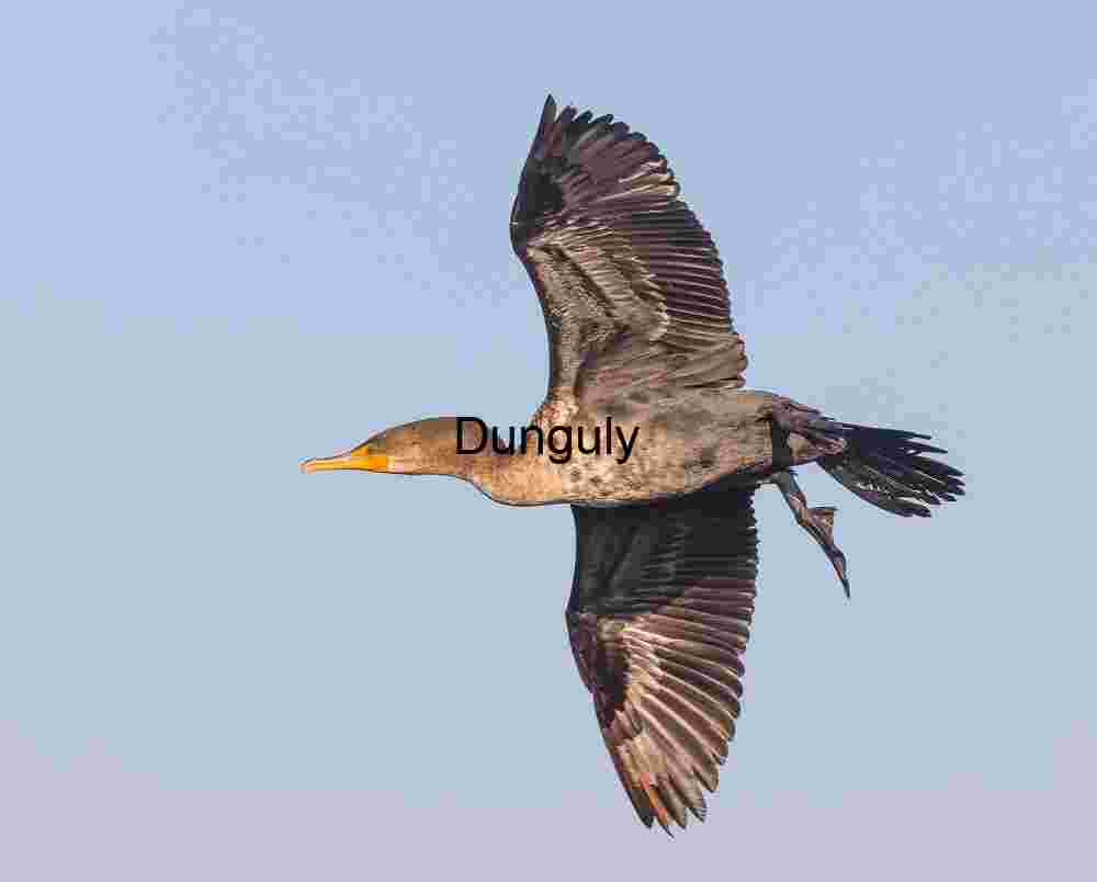 Skybound Silence: Cormorant in Aerial Precision