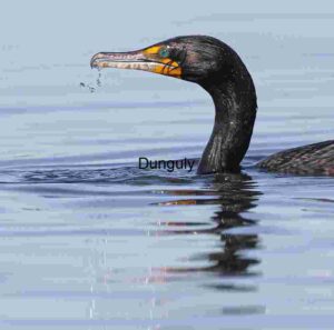 Emerald Glint: Cormorant in Watery Stillness