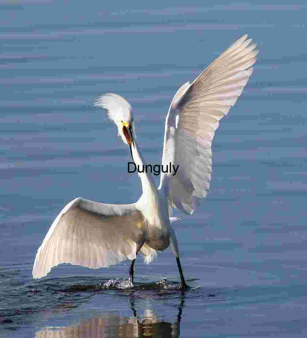 Aegis Unfurled: Egret in Full Wing Extension