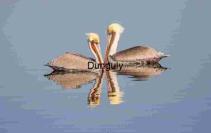 Reflected Accord: Twin Pelicans in Quiet Balance