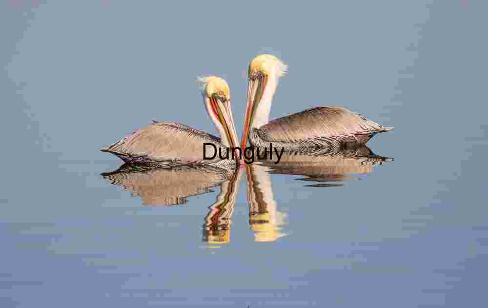 Reflected Accord: Twin Pelicans in Quiet Balance