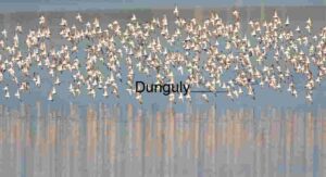 Swarm in Motion: Aerial Dance Over Still Waters