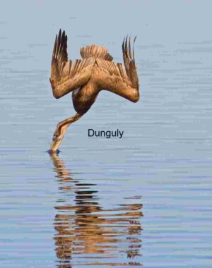 Split-Second Precision: Pelican’s Dive Reflected