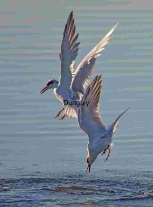 Twin Arcs: Terns in Synchronized Descent