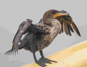 Wings Open Wide: Cormorant on the Drying Deck