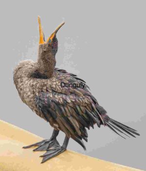 Open Call: Cormorant’s Piercing Cry in Stillness