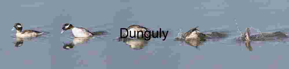 Fluid Descent: The Duck’s Dive in Five Frames