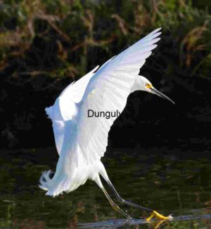 Feathered Sweep: Egret in Near-Water Flight