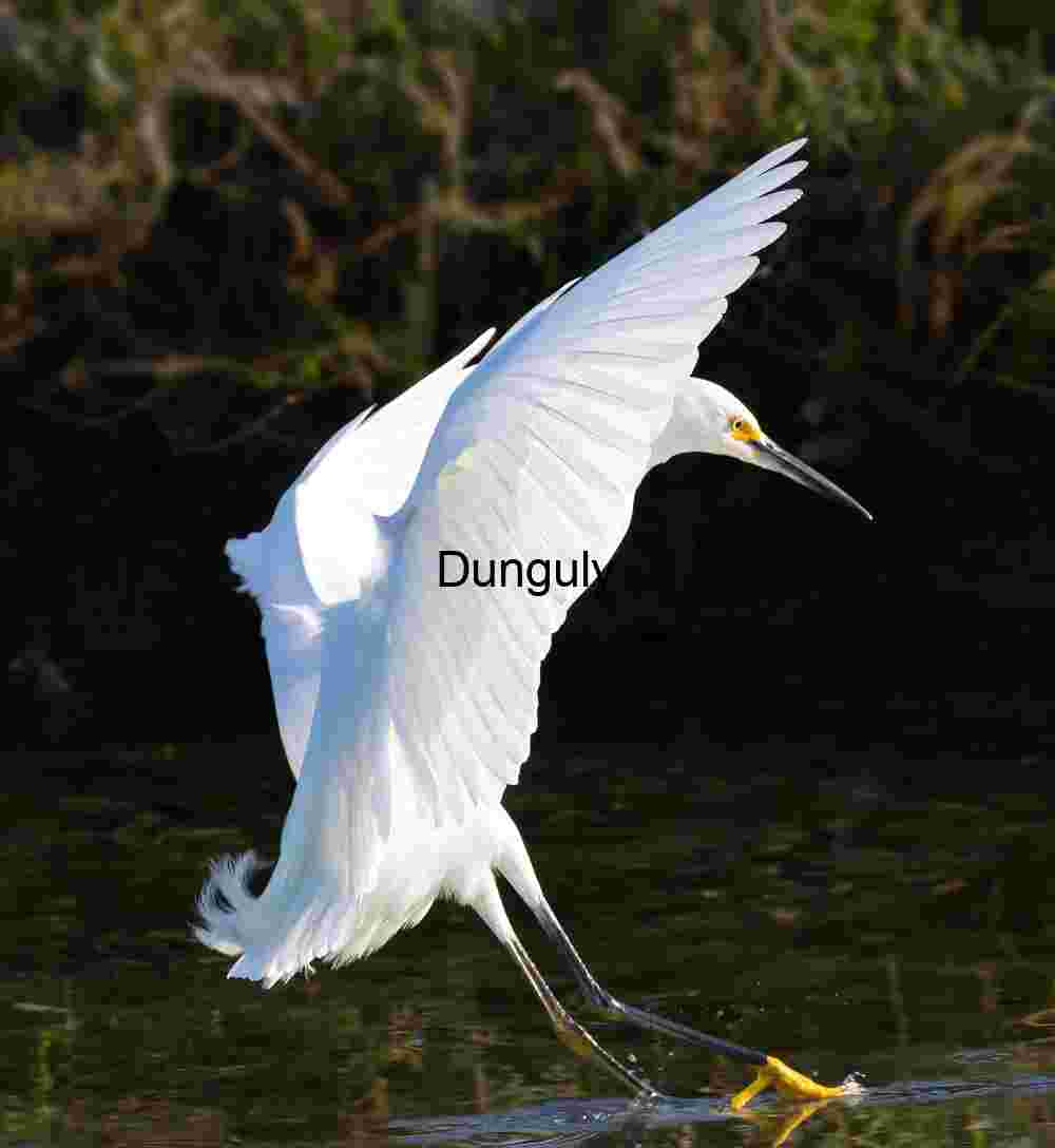 Feathered Sweep: Egret in Near-Water Flight