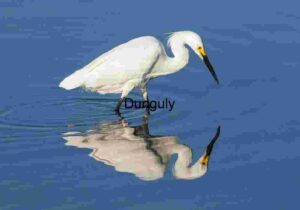 Echo in the Shallows: Snowy Egret Stands Still