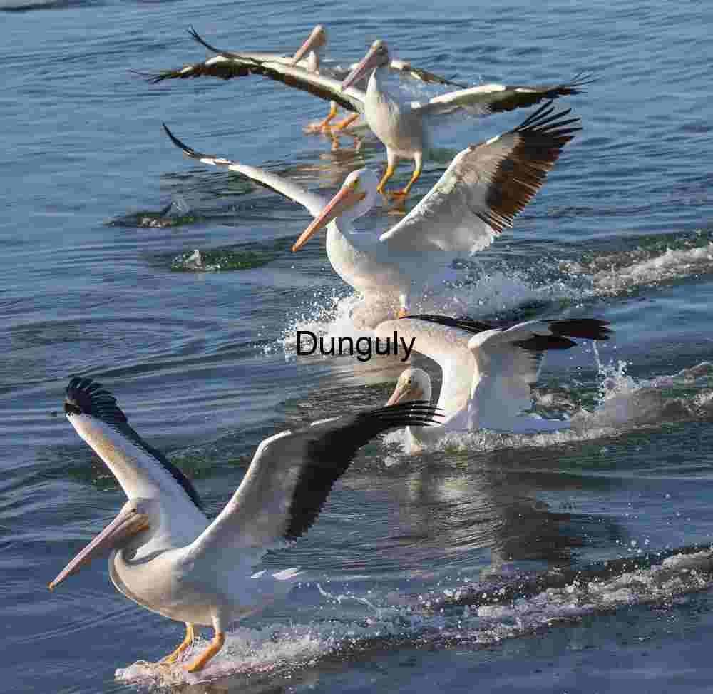 Pelican Symphony: The Graceful Takeoff