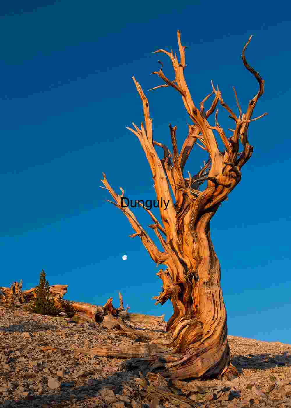 Eternal Sentinels: The Bristlecone’s Watch