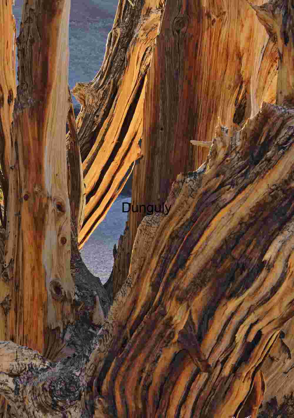 Time’s Tapestry: The Soul of a Bristlecone