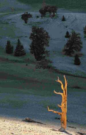 Radiant Solitude: A Tree Among Stones