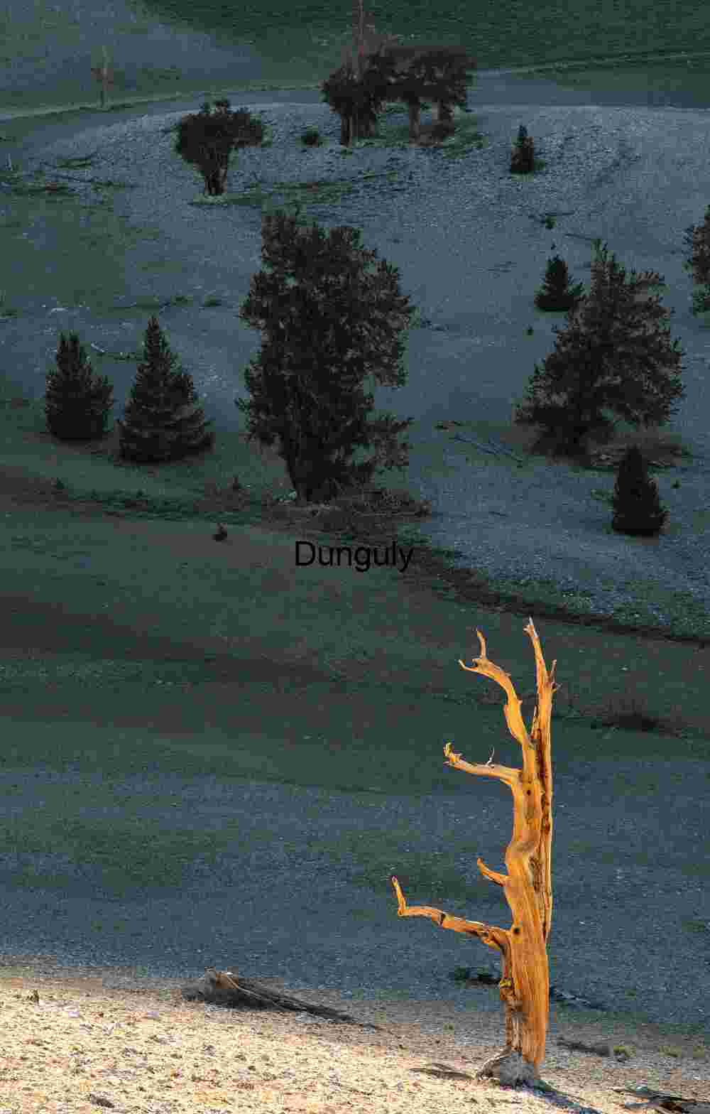 Radiant Solitude: A Tree Among Stones