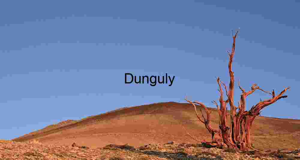 Windswept Wisdom: The Ancient Sentinel