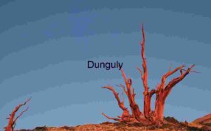 Ageless Grace: Bristlecone in Blooming Light