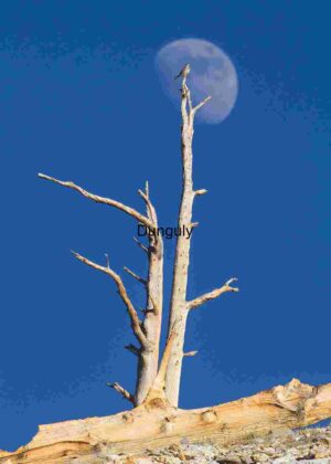 Perched in Moonlight: A Moment of Stillness