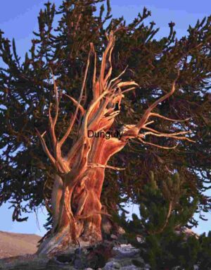 Roots of Time: Bristlecone’s Sunset Witness