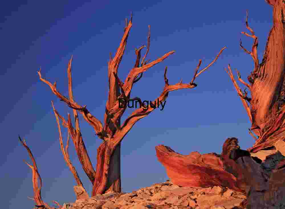 Flame of the Ancients: Sunset Over Bristlecone Majesty